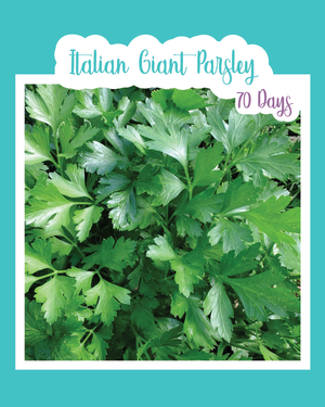 Italian Giant Parsley