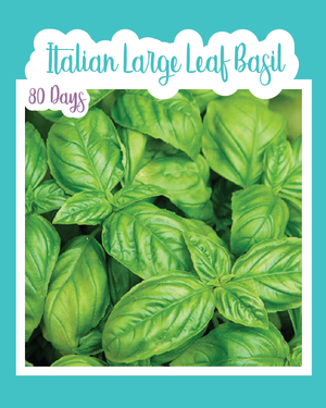 Italian Large Leaf Basil