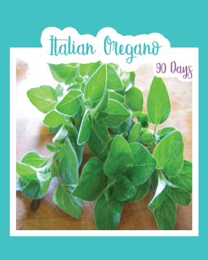 Italian Oregano