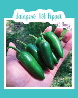 Jalapeno Hot Pepper