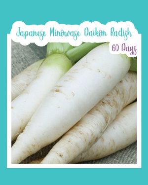 Japanese Minowase Daikon Radish