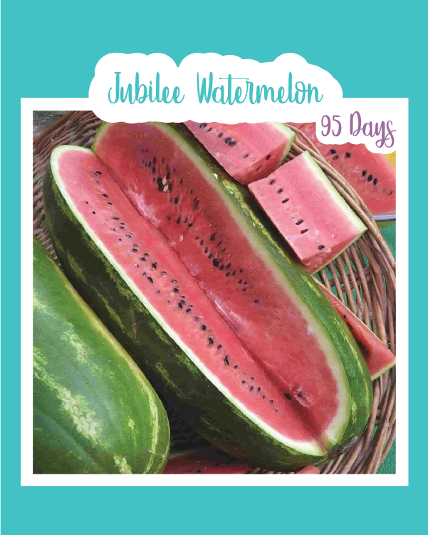 planting jubilee watermelon seeds Jubilee Watermelon