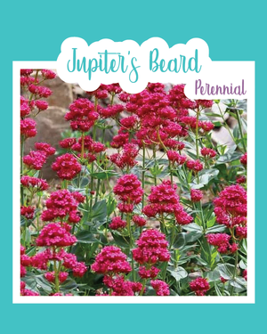 Jupiter's Beard (Red Valerian)