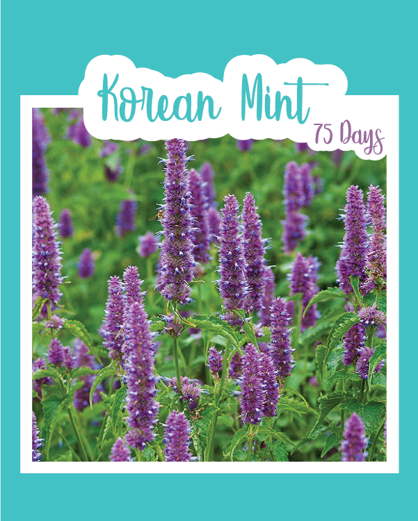 Korean Mint