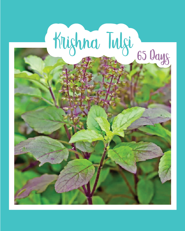 Krishna Tulsi (Holy Basil)