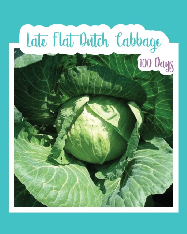 Late Flat Dutch Cabbage