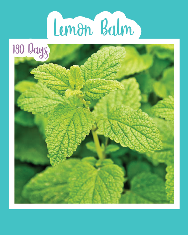 Lemon Balm