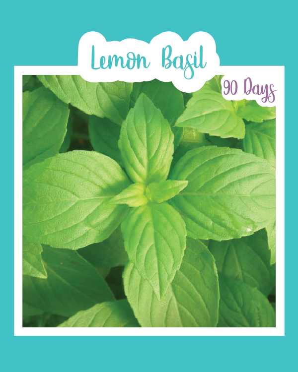 Lemon Basil