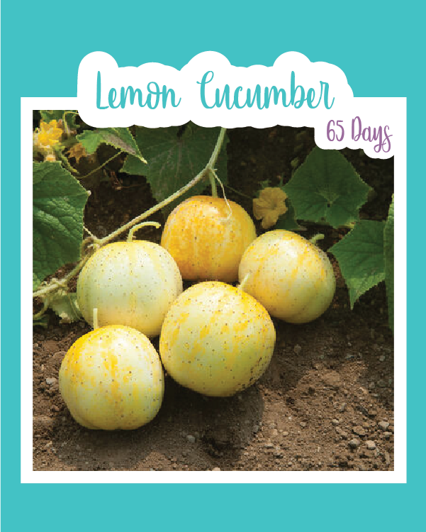 Lemon Cucumber