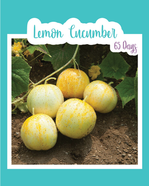 Lemon Cucumber