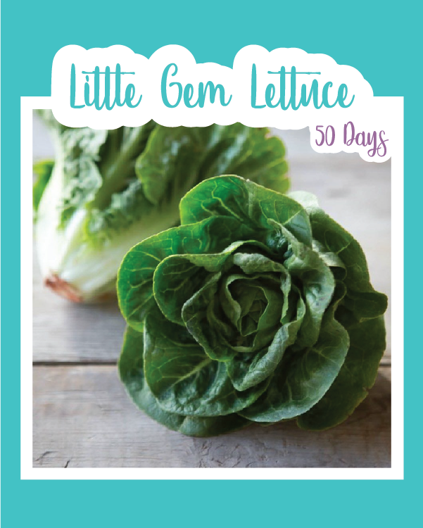 Little Gem Lettuce