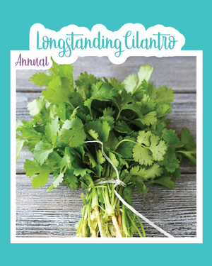 Longstanding Cilantro