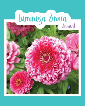 Luminosa Zinnia