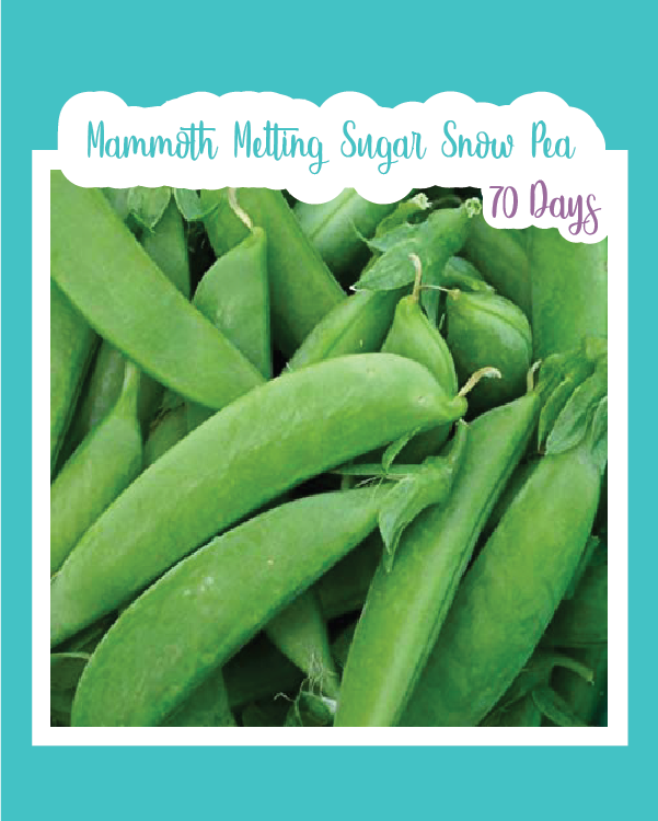 Mammoth Melting Sugar Snow Pea