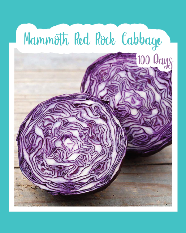 Mammoth Red Rock Cabbage