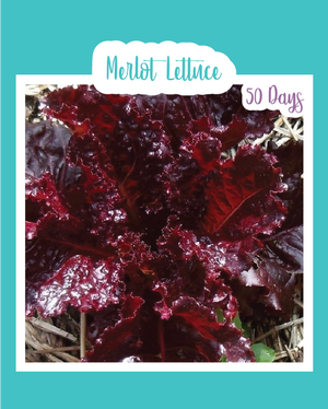 Merlot Lettuce