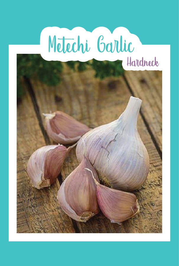 Metechi Organic Metechi Garlic (Hardneck)
