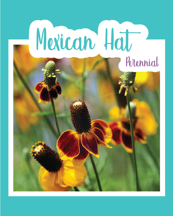 Mexican Hat