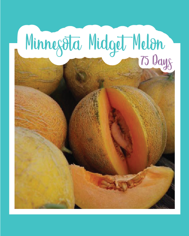 Minnesota Midget Melon