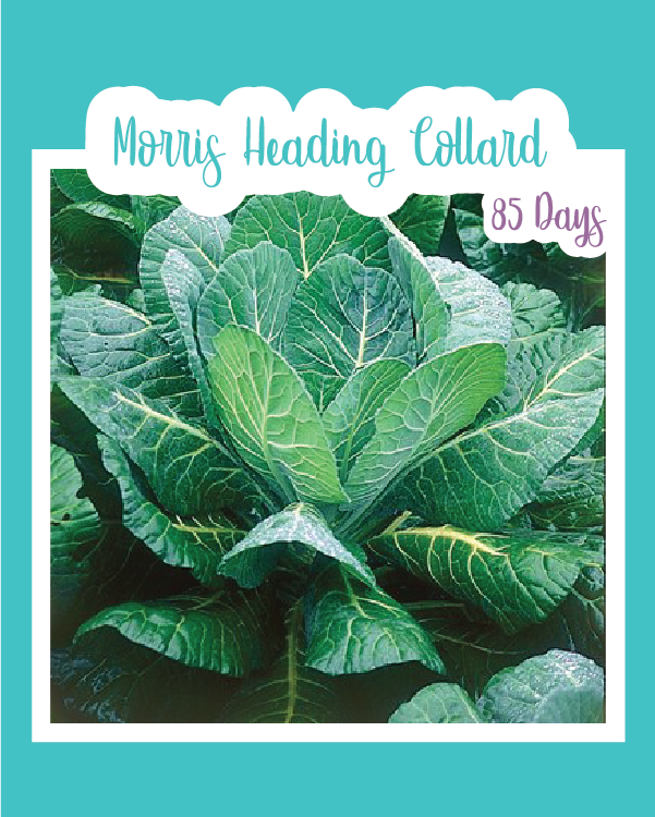 Morris Heading Collard