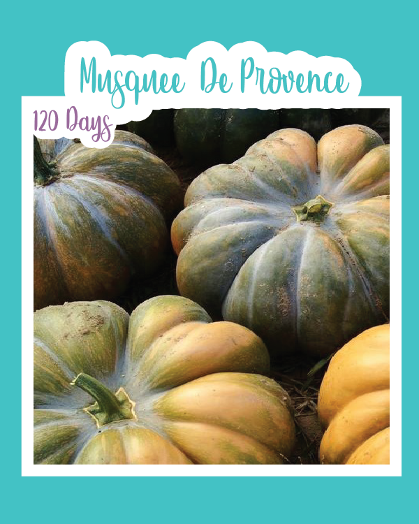 Musquee De Provence Pumpkin