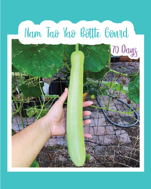 Nam Tao Yao Bottle Gourd (Opo Squash)