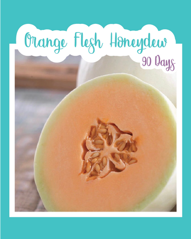 thumbnail image 2 of Home-Growth Golden Honeydew Melon Seeds – Sweet Orange Flesh, 30 Seeds, Ready For 2025 Planting 2 of 6