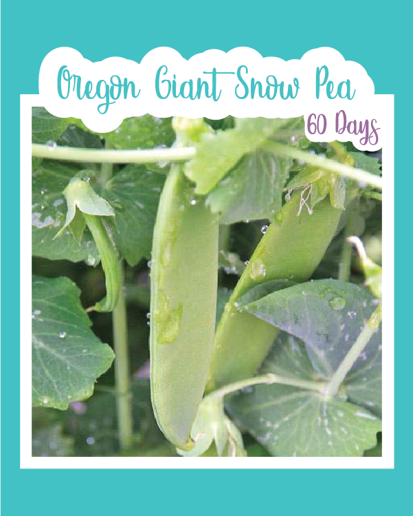 Oregon Giant Pea