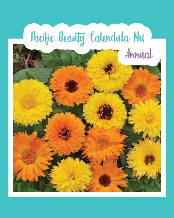 Pacific Beauty Calendula Mix