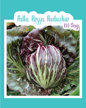 Palla Rossa Radicchio