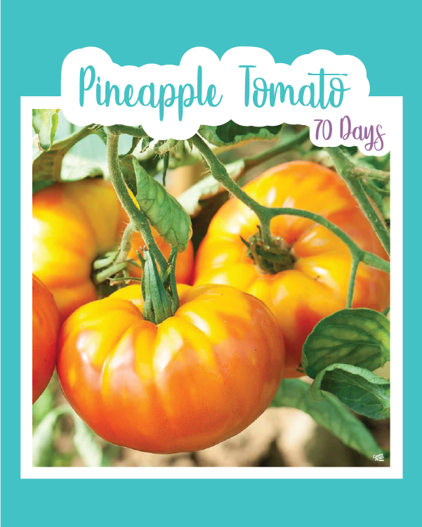 buy pineapple tomato plant Pineapple Tomato