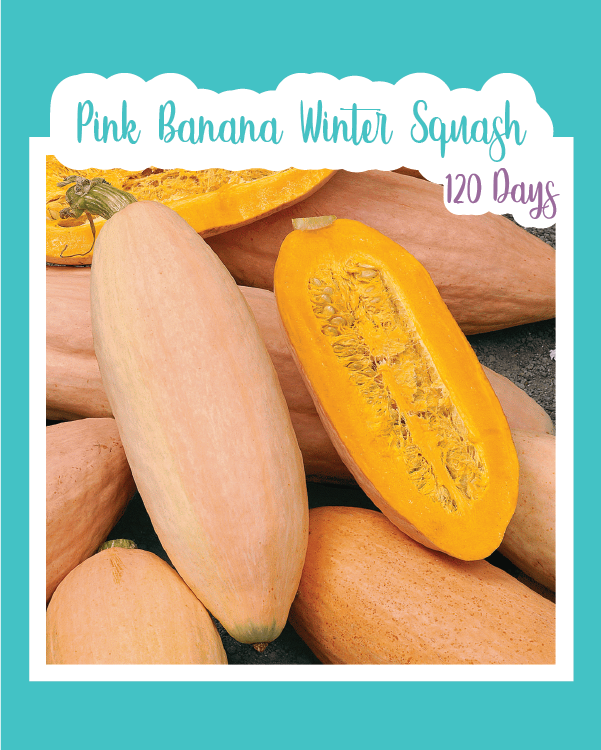 Pink Banana Winter Squash