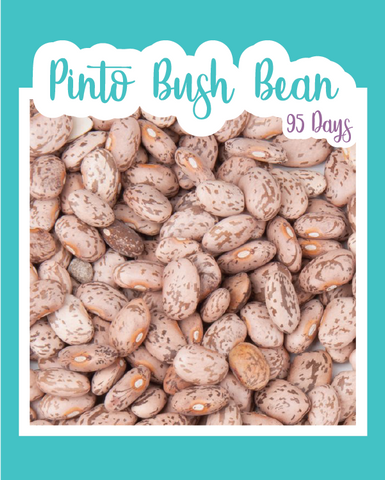 pinto bean seeds for planting Pinto Bush Bean