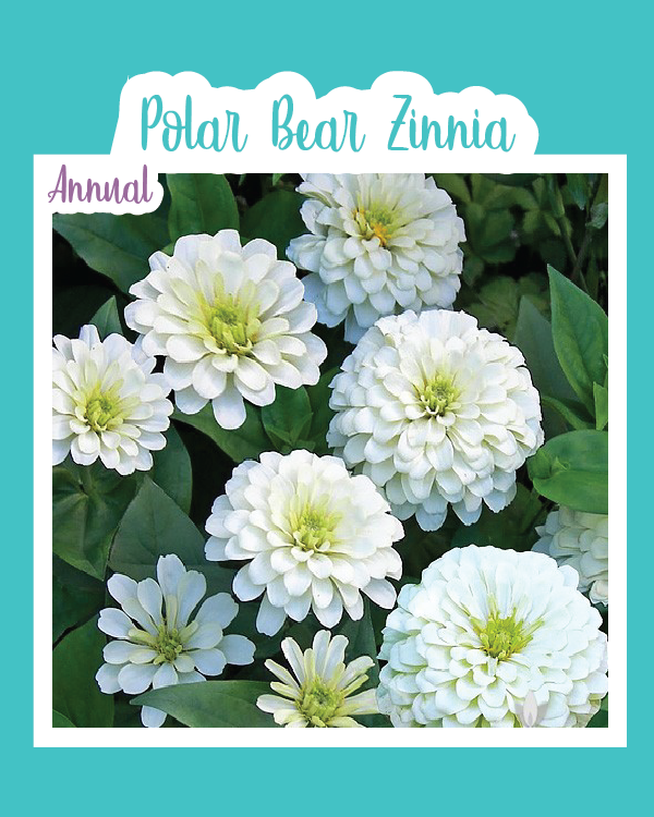 Polar Bear Zinnia