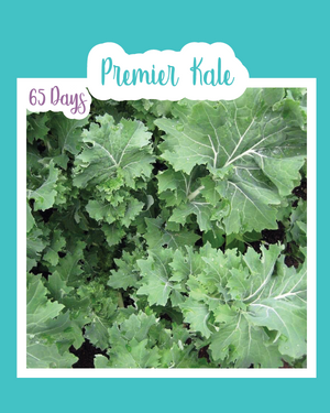 Premier Kale