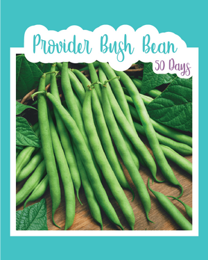 Provider Bush Bean