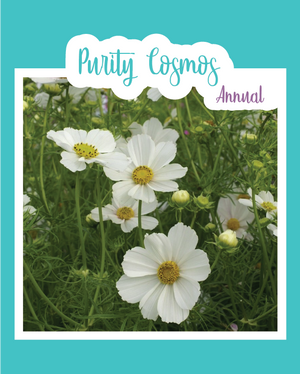 Purity Cosmos