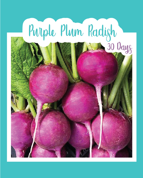 Purple Plum Radish