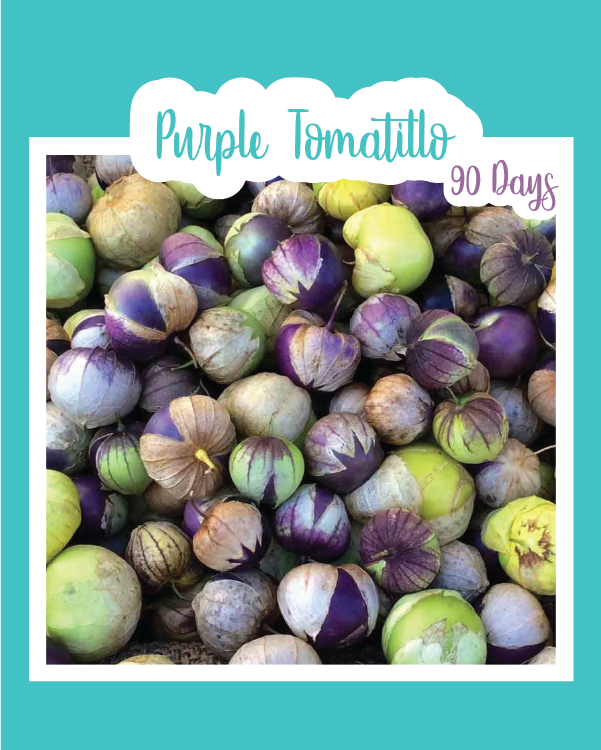 Purple Tomatillo