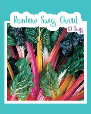 Rainbow Swiss Chard