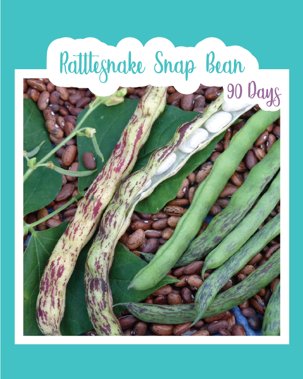 Rattlesnake Snap Bean