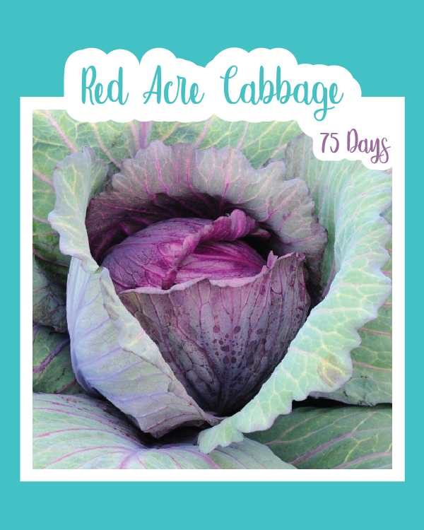 Red Acre Cabbage