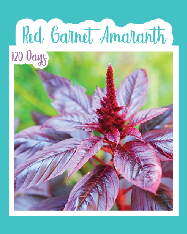 Red Garnet Amaranth