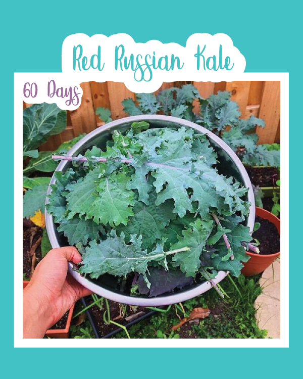 Red Russian Kale