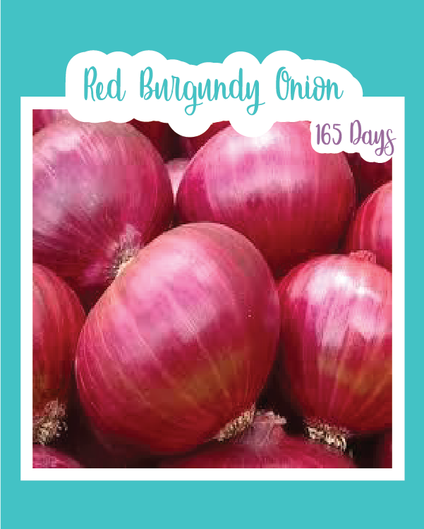 Red Burgundy Onion