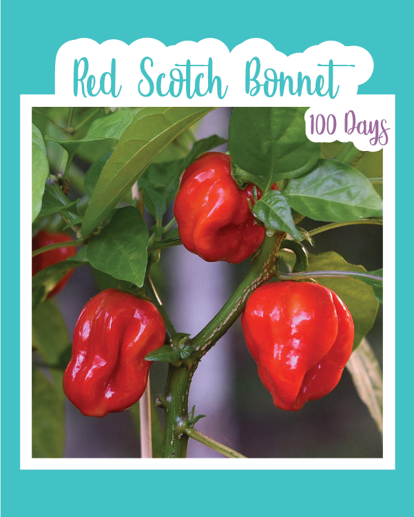 Red Scotch Bonnet Hot Pepper