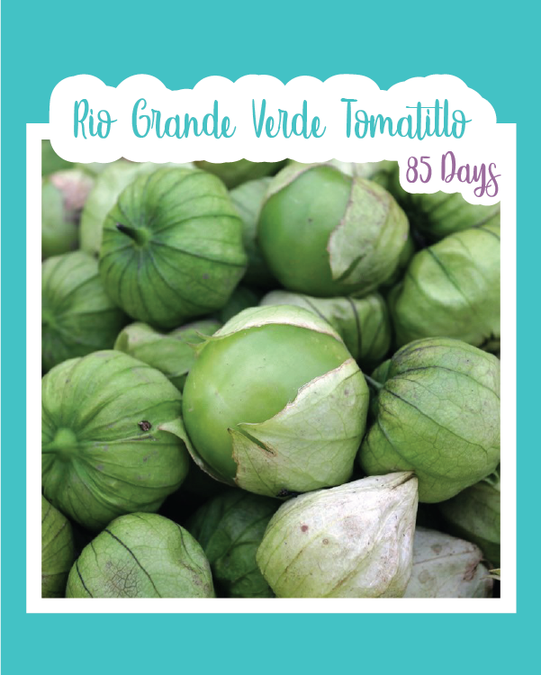 Rio Grande Verde Tomatillo