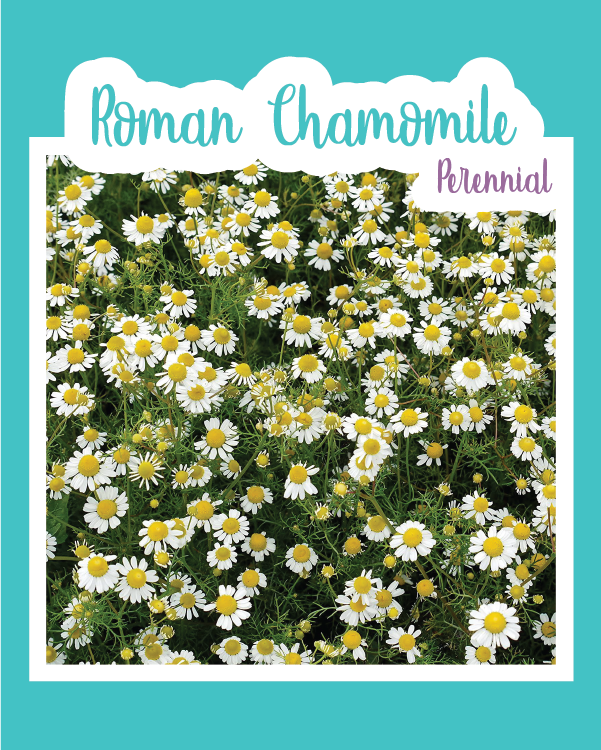 Roman Chamomile