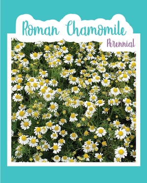 Roman Chamomile