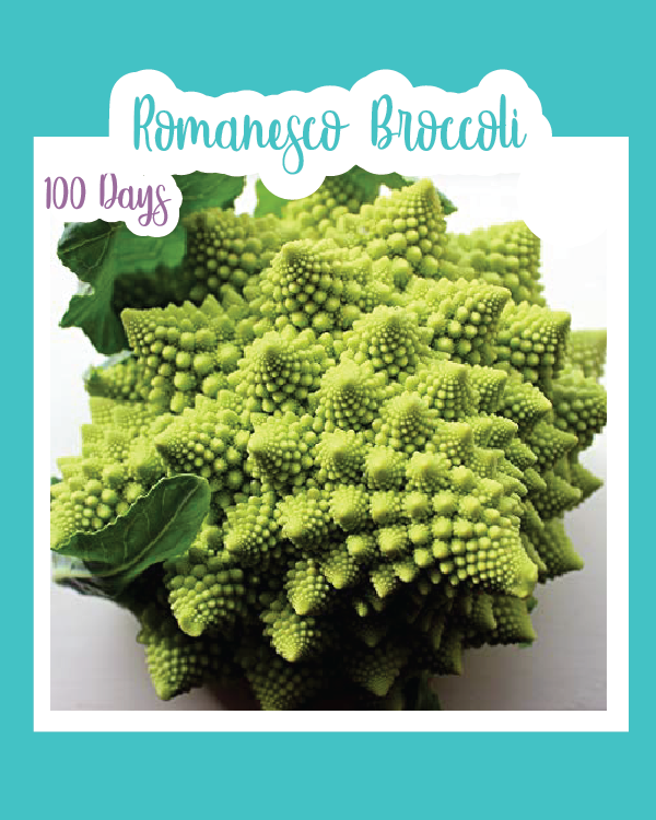 Romanesco Broccoli